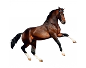 Wandsticker Pferd, 67 x 47 cm